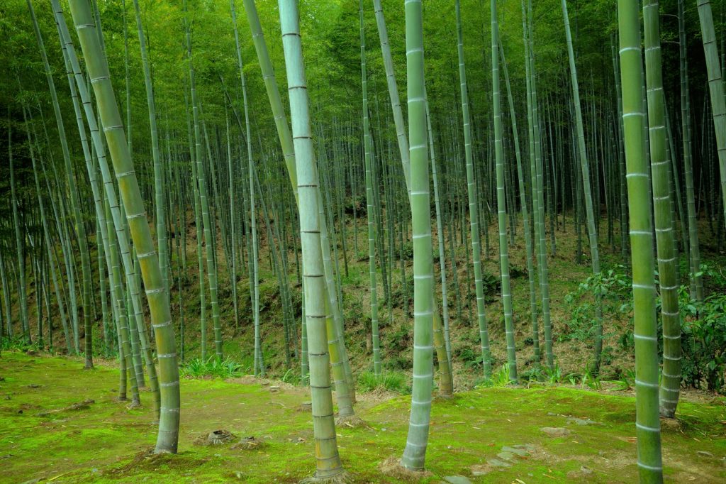 Bamboo forest