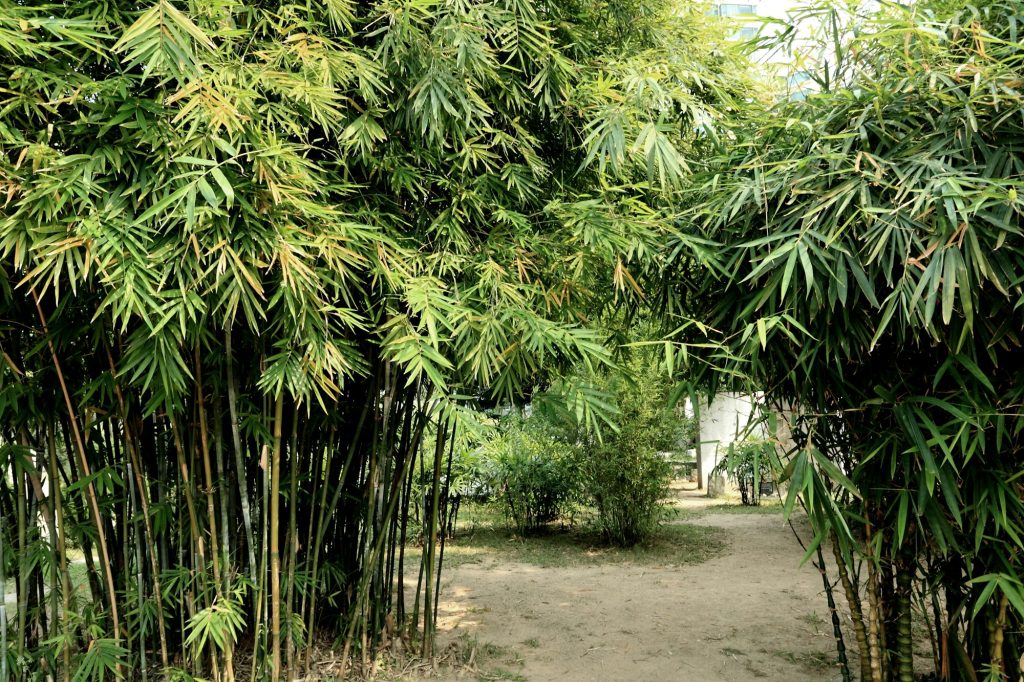 Bamboo forest